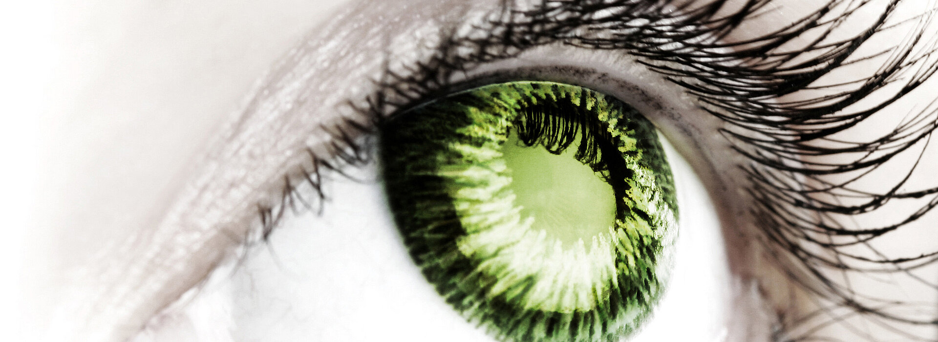 Nahaufnahme eines grünen Auges mit langen Wimpern